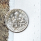 Psatin_dime_thumb_medium_preview