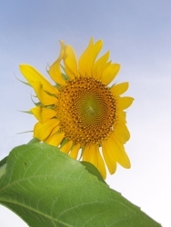 Sunflower_lr_preview