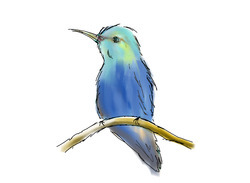 Hummingbird_preview