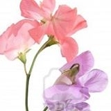 Image of the artist sweetp_designs who created this design