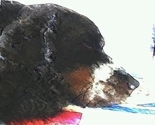 Sleepingdogquilts_favicon_2_thumb