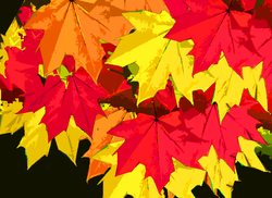 Mapleleaves_preview