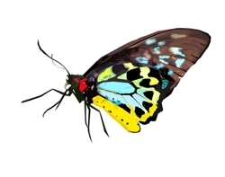 Butterfly_1_preview