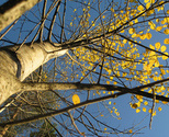 Umea_tree_thumb