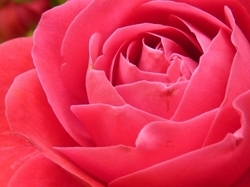 Rose_rose_bloom_bloom_221155_preview