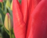 Red_1_thumb