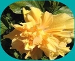 Image_thumb