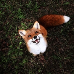 Juniper-fox-happiest-instagram-9_preview