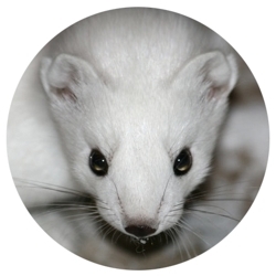 Ermine__7__preview