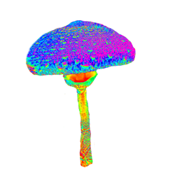 Mushroom3sm_preview