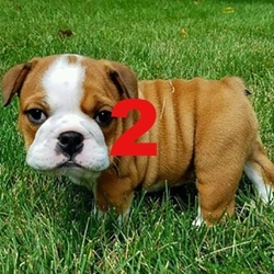 Bulldog-pup2_preview