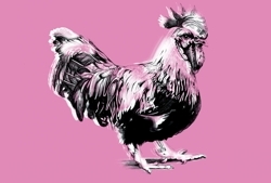 Cockerel_profile_preview