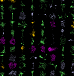 Neurons_preview