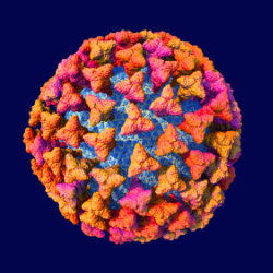 Coronavirus_scale_model_purple_250px_preview