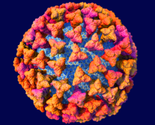 Coronavirus_scale_model_purple_250px_thumb
