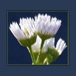 Daisies_thumb_preview