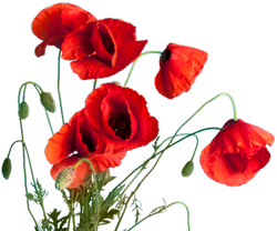 Canva-red-poppy--mab9dctm3we_preview