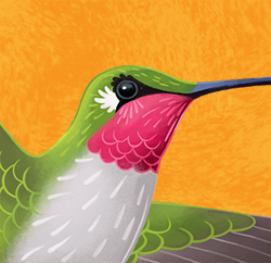 Hummingbird_pattern_orange_preview