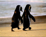 Uple-beach_thumb