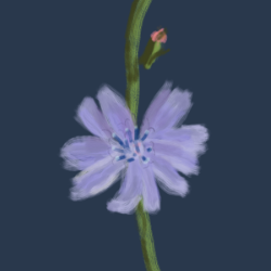 Chicory-cropped_preview
