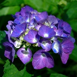 Bluepurplehydrangea_preview