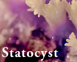 Statocyst_preview