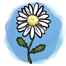 Oxeye_daisy_edited-250x250_preview