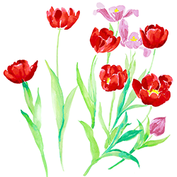 Tulips_sp_preview