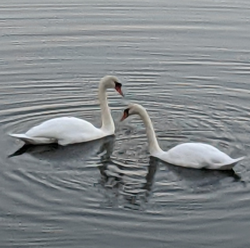 Lake__2__swans_preview