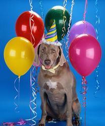 Party-dog-303x365_preview