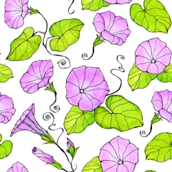 Morning_glory_lavender_thumbnail_preview