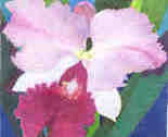 Orchid_thumb