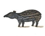 Animal_wild_tapir_1_thumb
