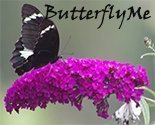 Butterflyme_thumb