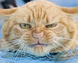 Big_bad_puddytat_thumb