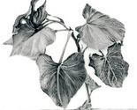 Botanica_square_up_thumb