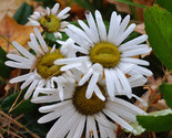 Daisy_thumb