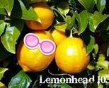 Lemon_tree_basic_lemonhead_103_thumb