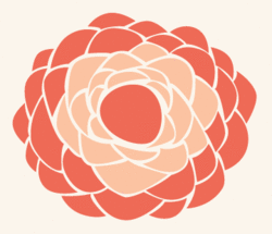 Chrysanthemum_preview