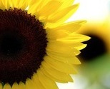 Sunflower_thumb