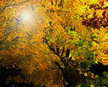 Falltreeathomesteadparkweb_thumb