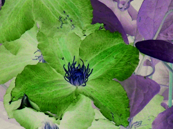Clematis_spoonflower_preview