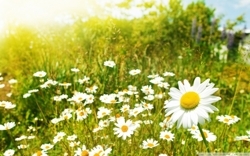 Sunny-day-wallpaper-4-1024x640_preview