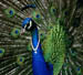 Jealous_peacock_avatar_edited-1_preview